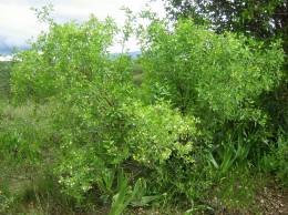 M. caryophyllacea tree