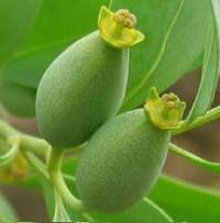 Montinia female flowers