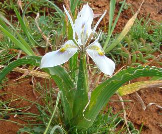 Moraea ciliata