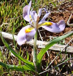 Moraea ciliata