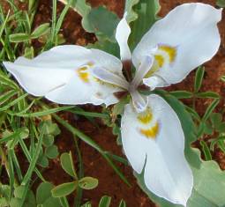 Moraea ciliata inflorescence