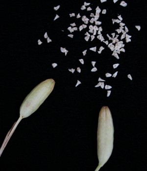 Capsules and seed