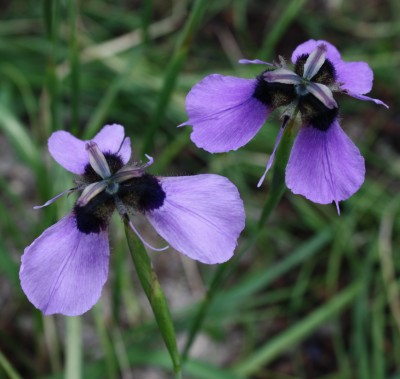 Moraea loubseri