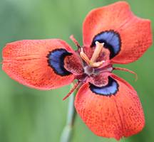 Moraea tulbaghensis red form