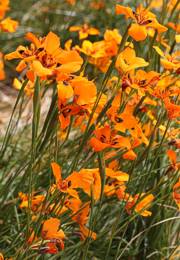 Moraea tulbaghensis plants