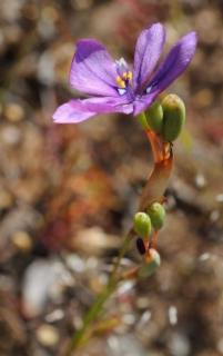 Flower and seed capsules