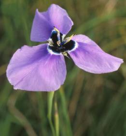 Moraea gigandra