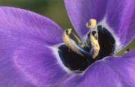 Close up of flower