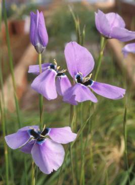 Flowering at Kirstenbosch