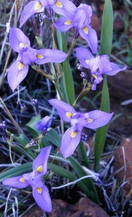 Moraea polystachya