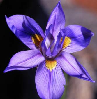 Moraea polystachya