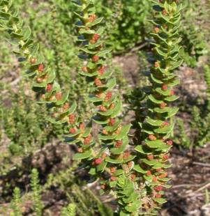 Male bush in bud