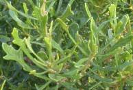 Leaves of M quercifolia