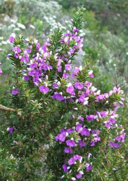 Growing near Hout Bay, Cape peninsula.