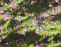 Flowering above Kirstenbosch