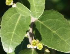 Leaves and flowers