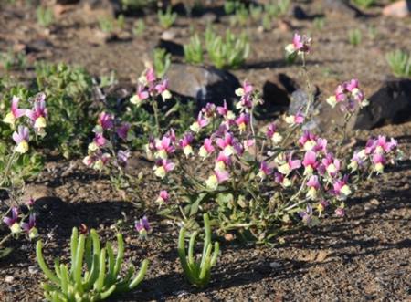 Growing in habitat