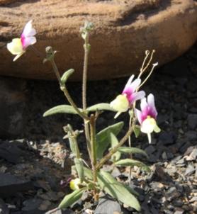 Plant in flower