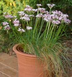 Growing in a pot