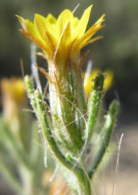 Close-up of flower