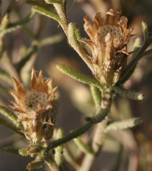 Fruits with white pappus