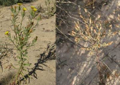 Young plant and old dried plant