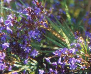 Flowers and leaves