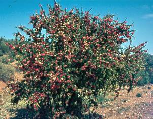 Growing in habitat