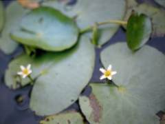 Nymphoides thunbergiana