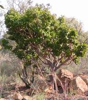 Small tree amidst boulders