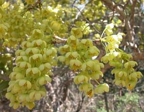 Flowers of O.pulchra