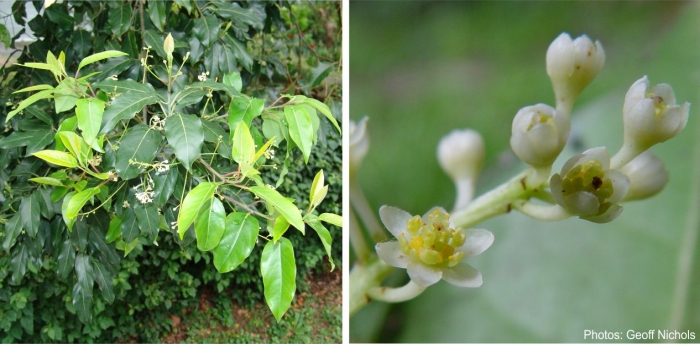 Ocotea bullata in flower. Photos Geoff Nichols