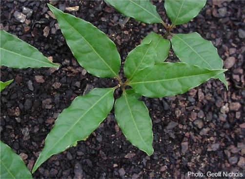 Seedling of Ocotea bullata. Photo Geoff Nichols