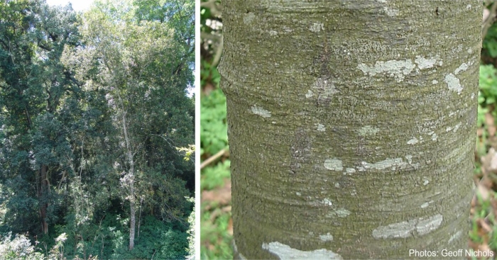 Ocotea bullata tree and bark. Photos Geoff Nichols