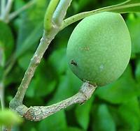 Fruit of O.capensis subsp macrocarpa