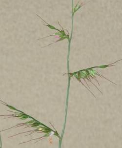 Seed heads