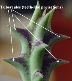 Tubercules