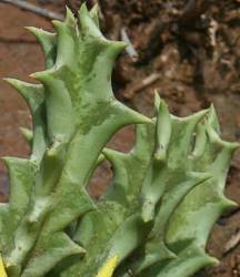 Orbea lutea subsp. lutea stems