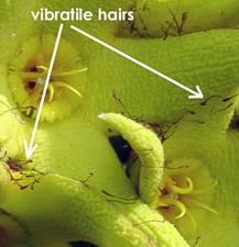 Vibratile hairs on O. lutea subsp. lutea