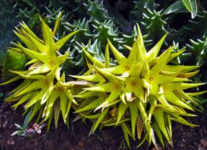 Orbea lutea subsp. lutea 