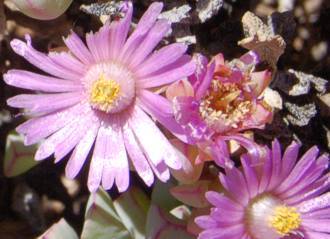 Oscularia caulescens flowers