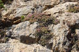 Oscularia caulescens growing on sandstone outcrop