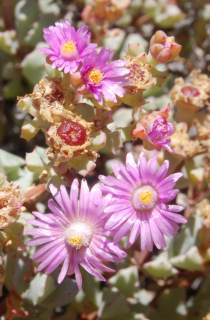 Flowers and fruits of O.deltoides