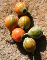 Osyris lanceolata fruit