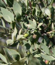 Osyris lanceolata foliage