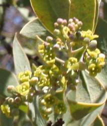 Osyris lanceolata flowers