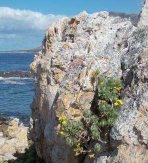 Growing in rocky crevice at Kleinmond