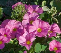 Pink coloured Oxalis purpurea