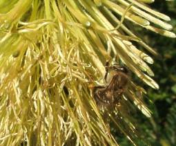 Paranomus reflexus visited by bee