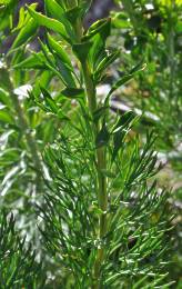 Paranomus reflexus leaves both types on stem